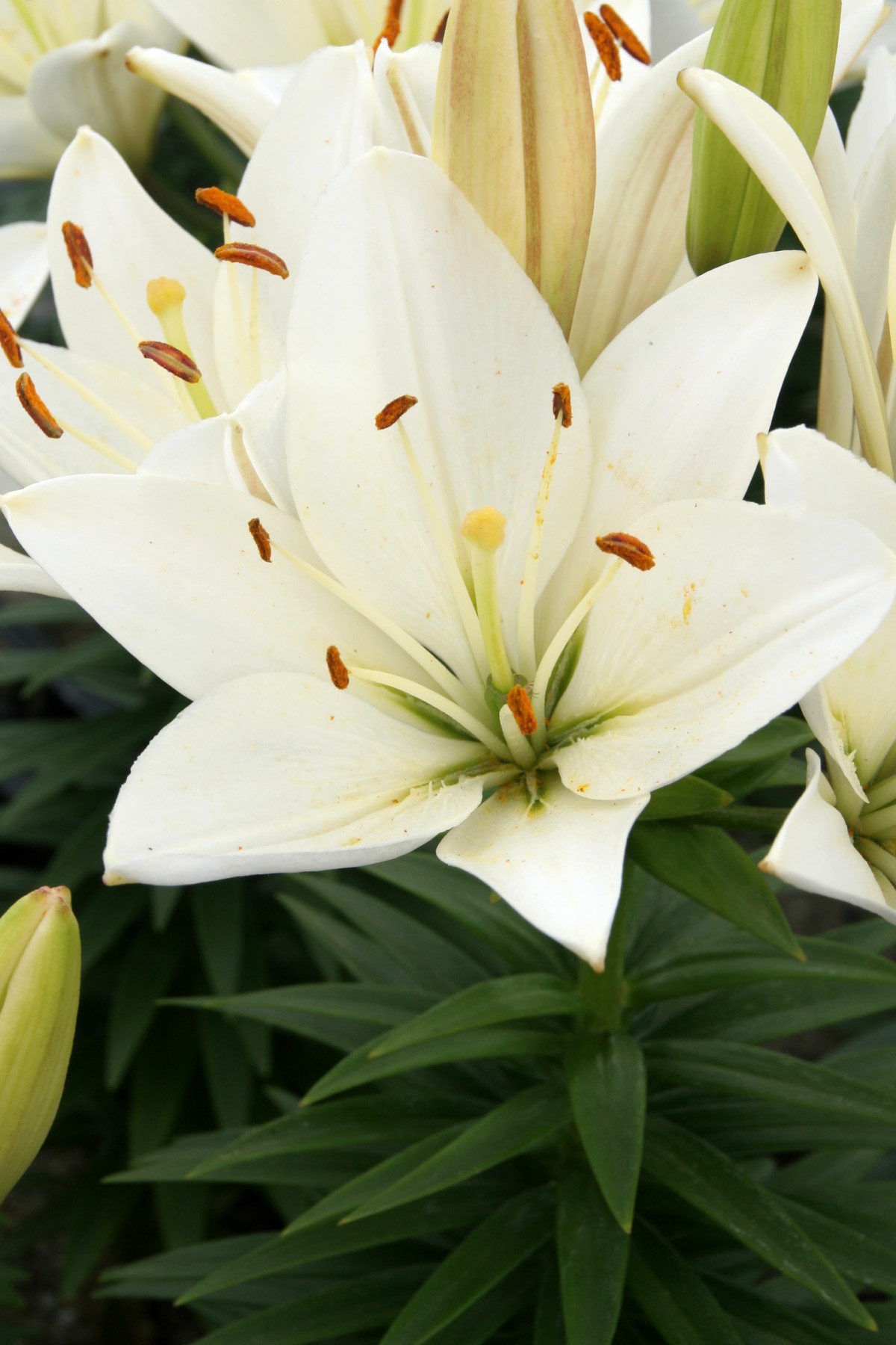 Lilium Asiatic 'Happy Ice'